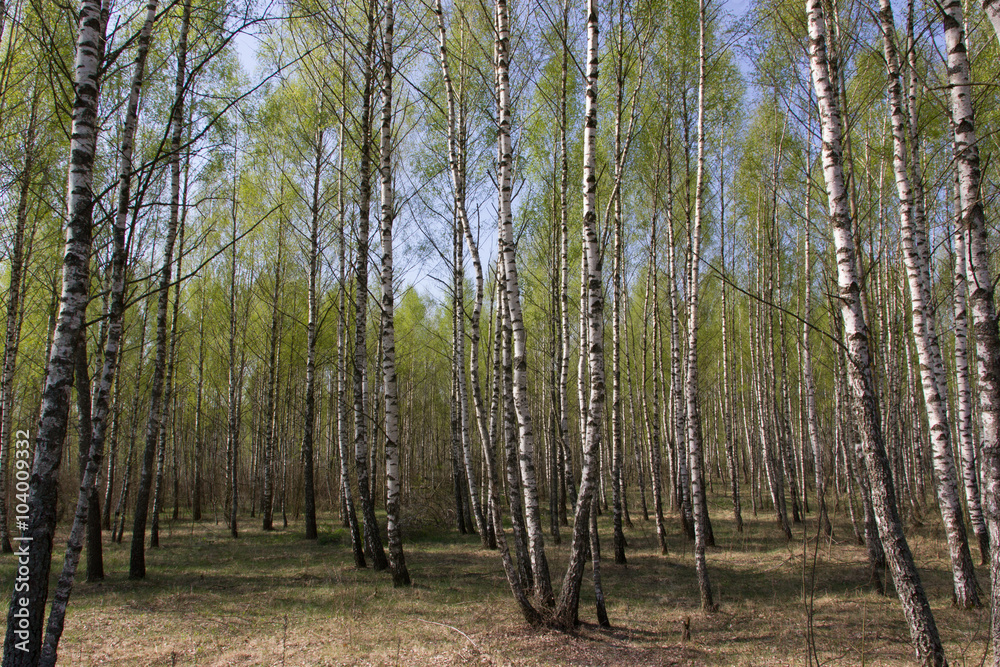 Spring birch grove with fresh leaves