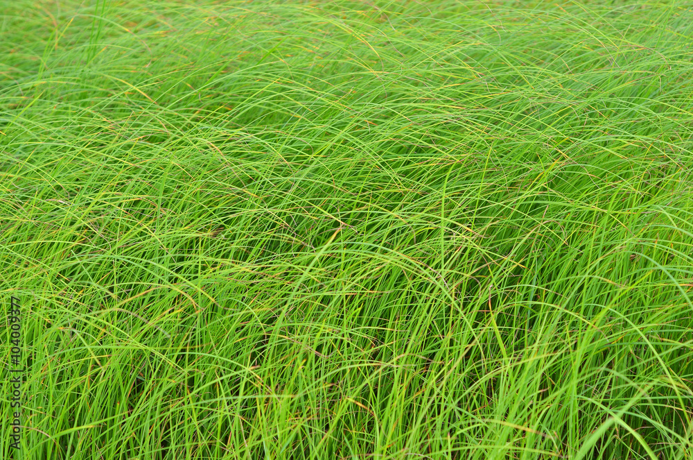 Green grass background Green grass background