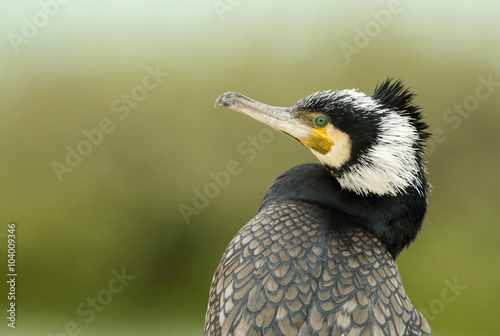 Great cormorant, a closer look