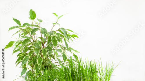 grass and a houseplant on a white background