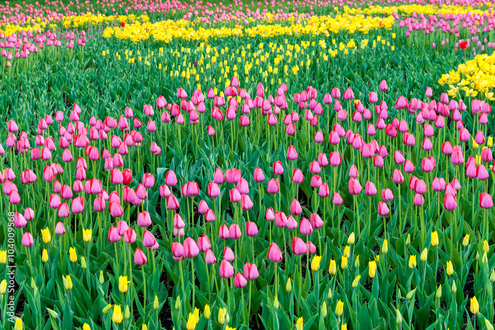landscape of colorful tulips in spring landscape of colorful tulips in spring