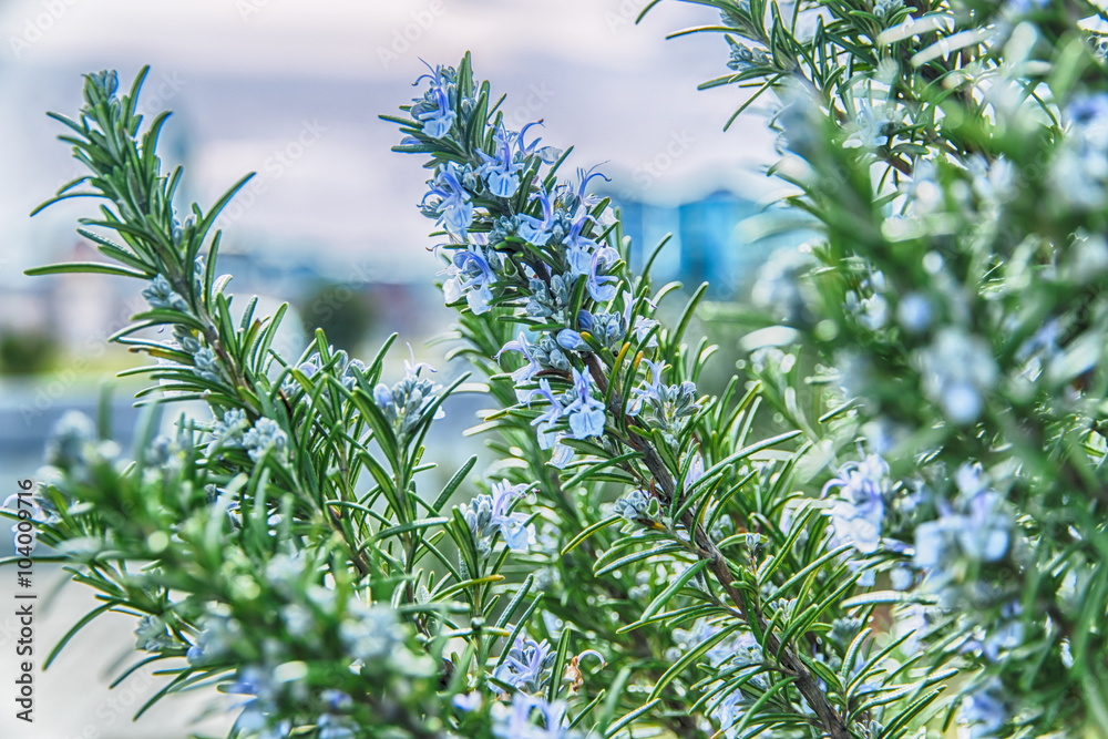 rosemary in flowers blooming with blurred background spring rosemary in flowers blooming with blurred background spring