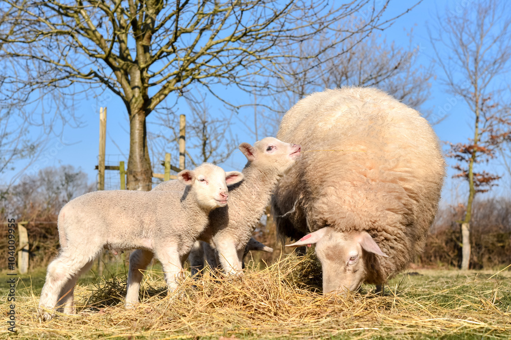 Obraz premium Zwei Lämmer mit Mutterschaf genießen die Frühlingssonne