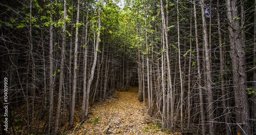 sheltered forest pathway