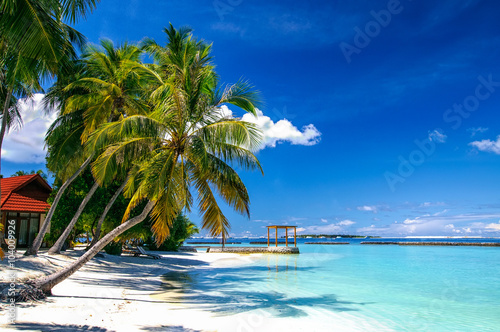 Palm at white sand beach on tropical resort paradise Maldives island