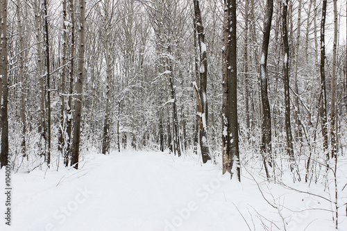 Forest in winter © vav63