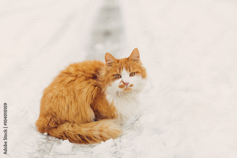 Portrait of homeless cat looking at camera Portrait of homeless cat looking at camera