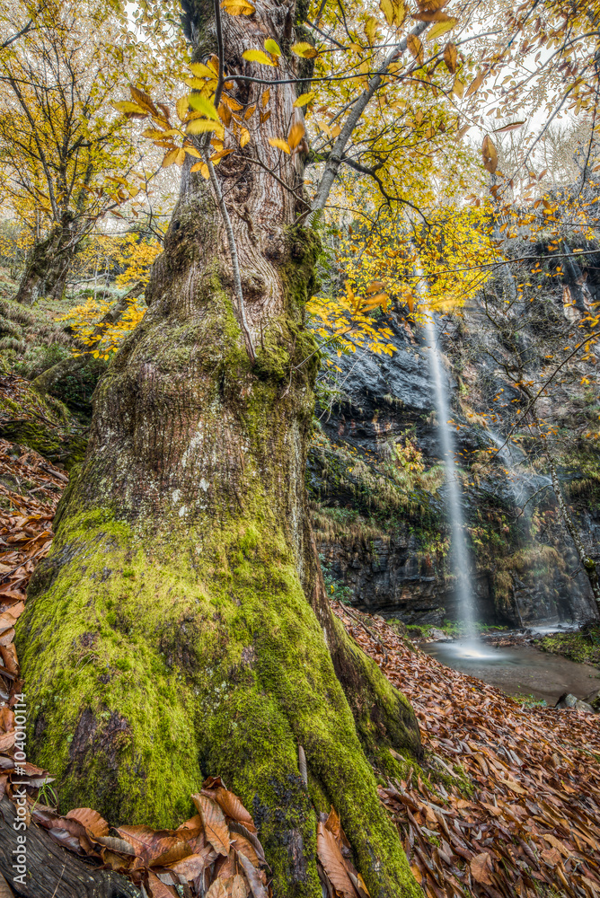 Fotografie Cascada en lo profundo del Bosque otoñal