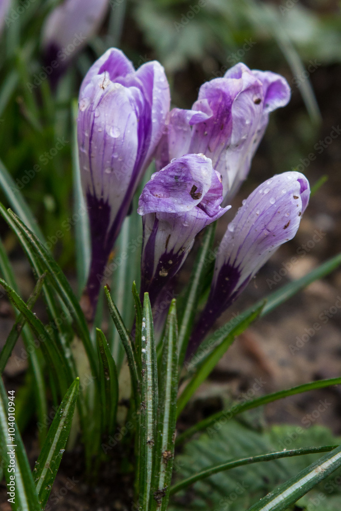 Crocus blanc violet de printemps 