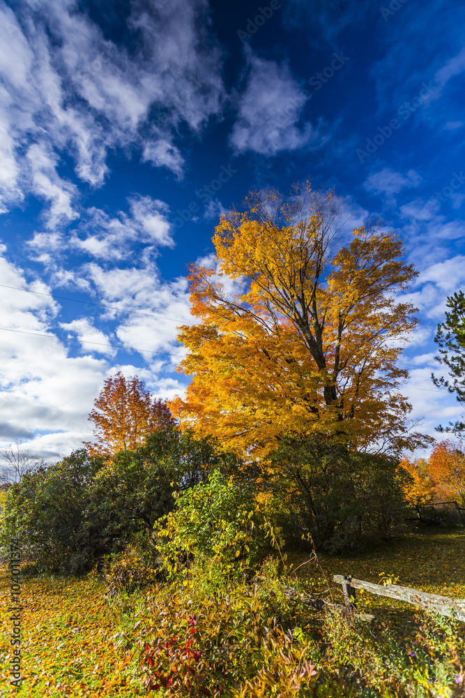 Fall Foliage on Beautiful Maple Trees Fall Foliage on Beautiful Maple Trees