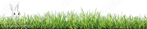 Hase im Gras