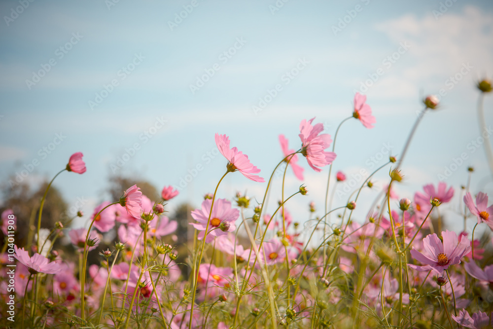 Cosmos flower blossom in garden Cosmos flower blossom in garden