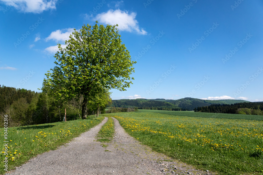 Feldweg im Frühling - Wandern in Sachsen