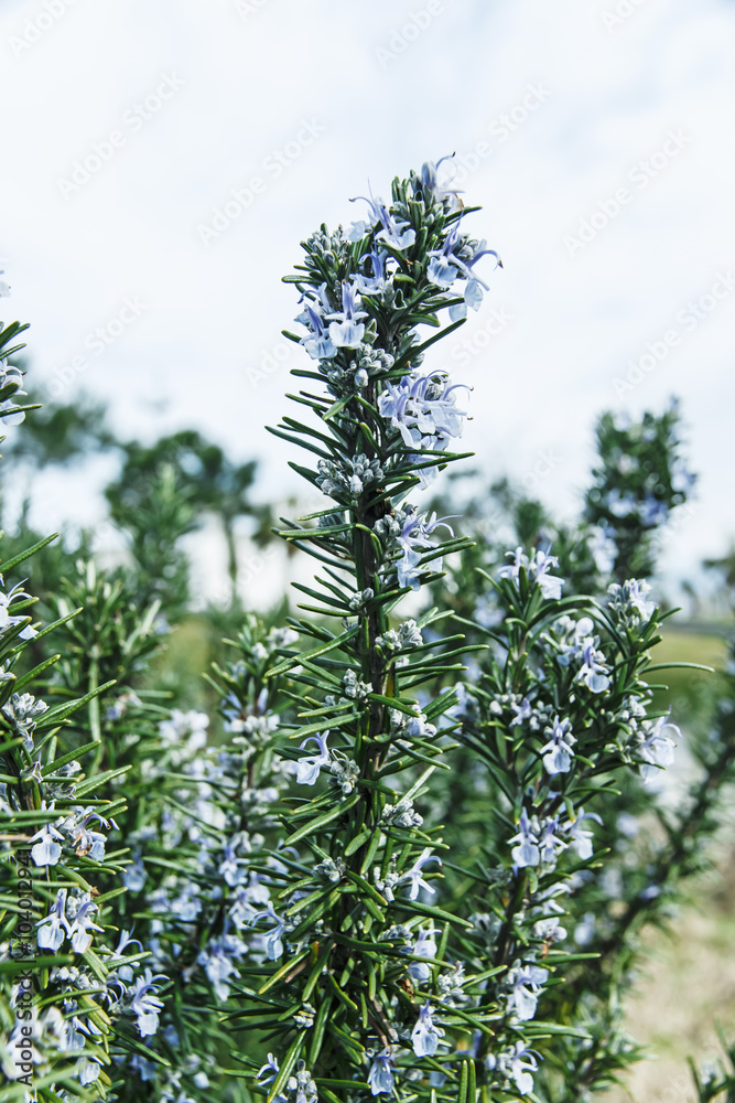 Fototapeta premium rosemary in flowers blooming with blurred background spring