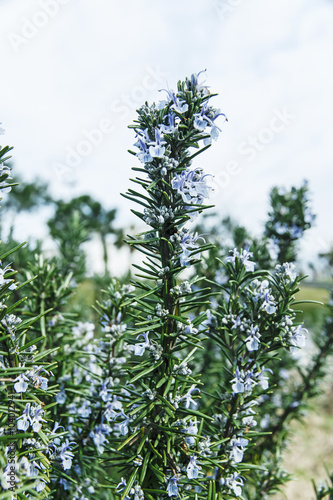 rosemary in flowers blooming with blurred background spring © koss13