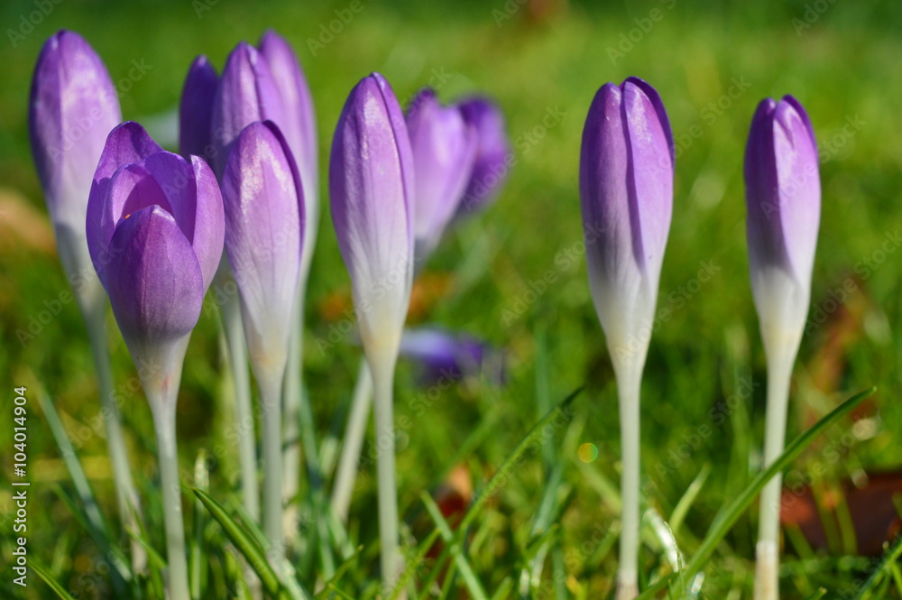 Krokusse auf Wiese Krokusse auf Wiese
