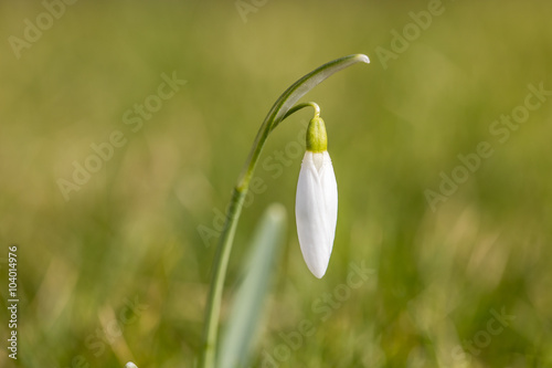 schneeglöckchen photo