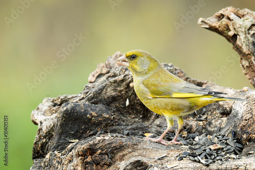 male greenfinch on tree trunk outdoor natural background