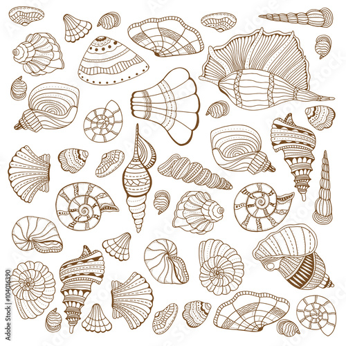 Seashell set collection