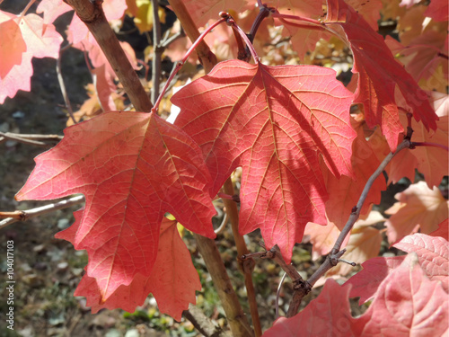 Red colours of autumn maple leaves