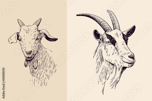 goat line art