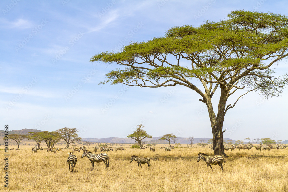 Zebras eats grass at the savannah in Africa - obrazy, fototapety, plakaty 