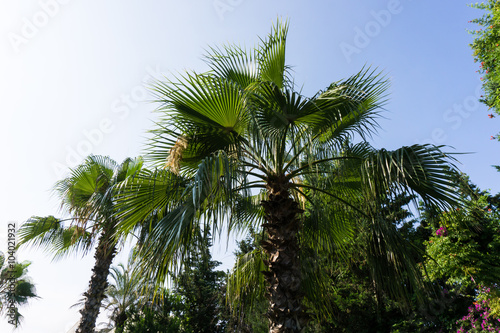 palm tree