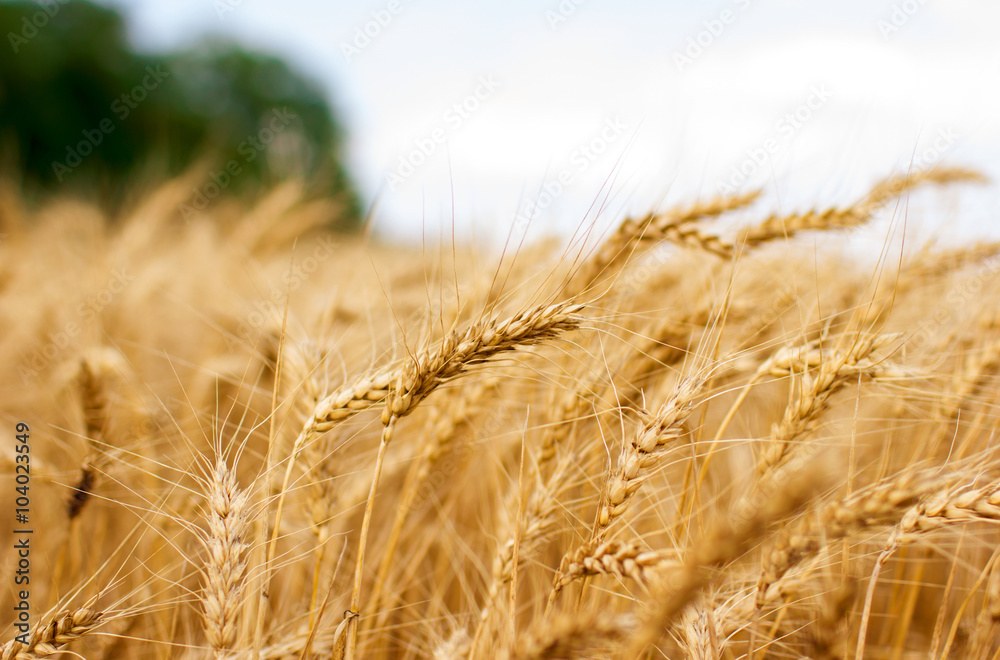 Fototapeta premium Pole pszenicy