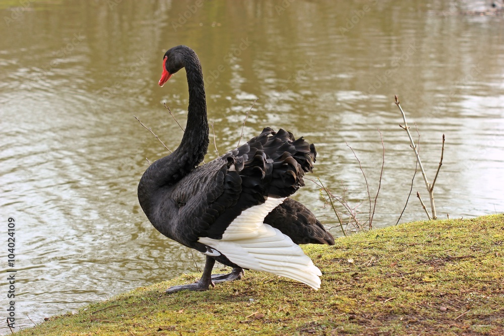 Obraz premium Männlicher Trauerschwan (Cygnus atratus) 