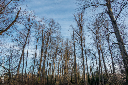 Seattle Spring Trees 2