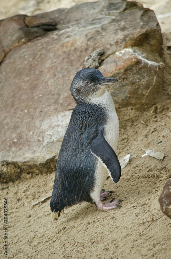 Obraz premium fairy penguin