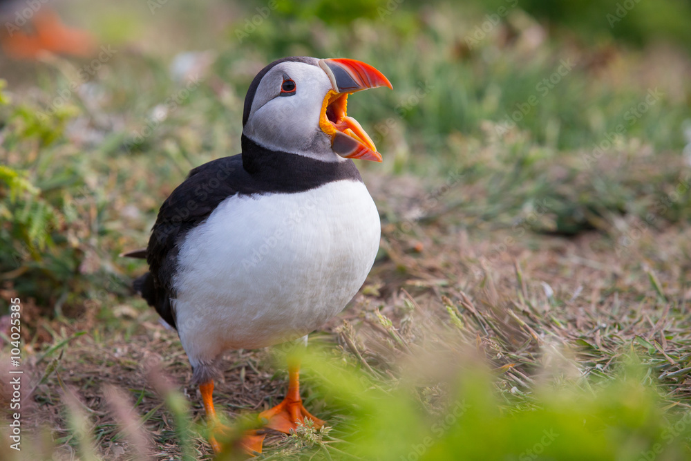 Skomer Island Skomer Island