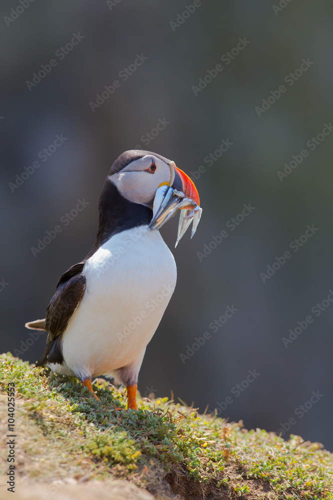 Naklejka premium Puffin Skomer Island