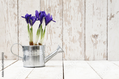 Fototapeta Naklejka Na Ścianę i Meble -  springtime, iris potted flowers in watering can on wooden white