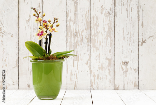Fototapeta Naklejka Na Ścianę i Meble -  springtime, iris crocus and orchid flowers in basket on wooden white