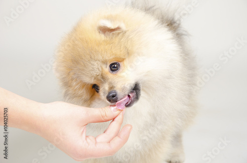 Cute Pomeranian puppy licking a hand with dog food (on a gray background)