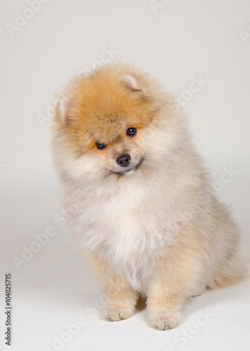 Cute Pomeranian puppy (on a gray background)