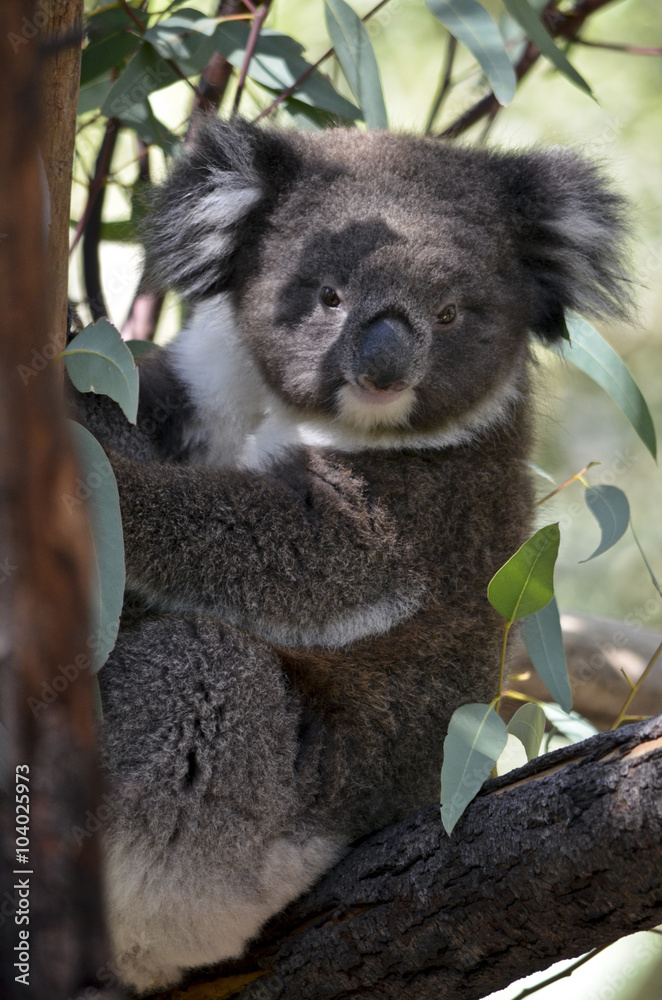 Obraz premium koala joey