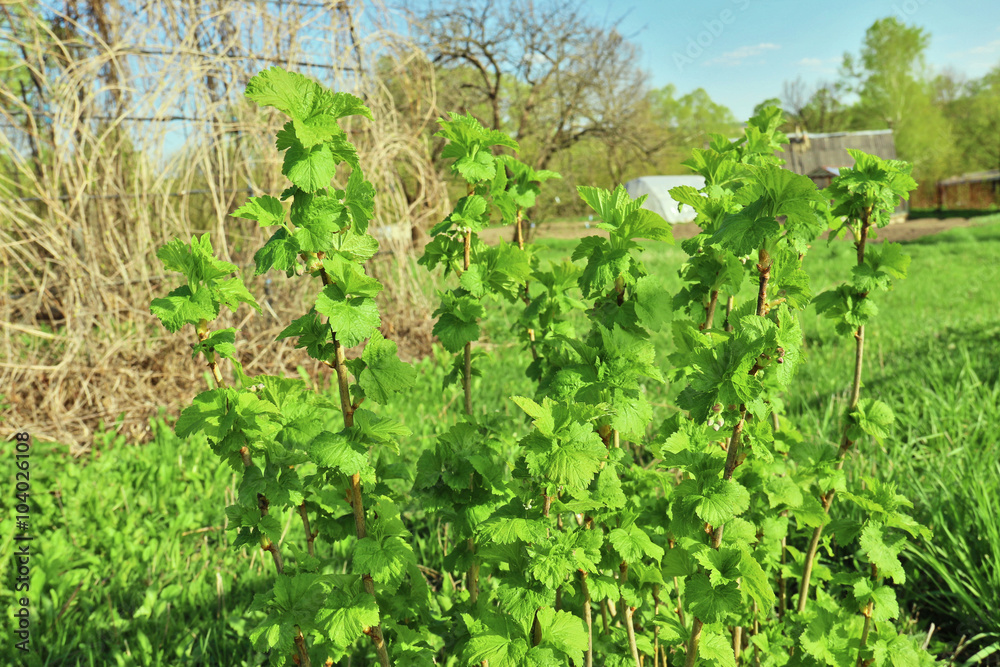 Black currant bush with lush spring green leaves