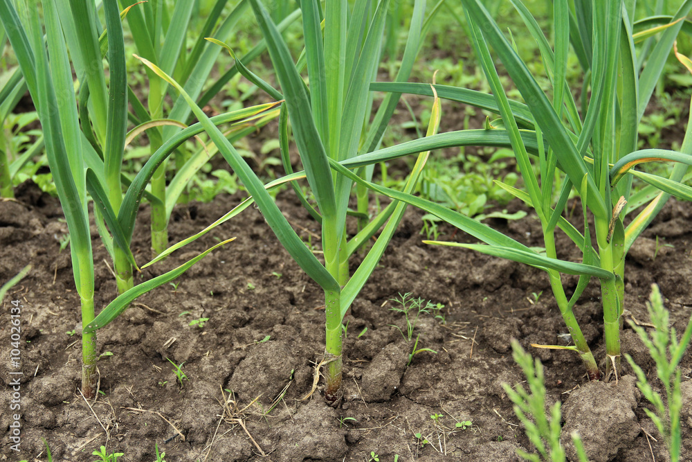Obraz premium Patch with garlic. Growing garlic in garden