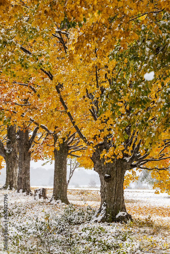 Naklejka premium abstract view of colorful fall foliage