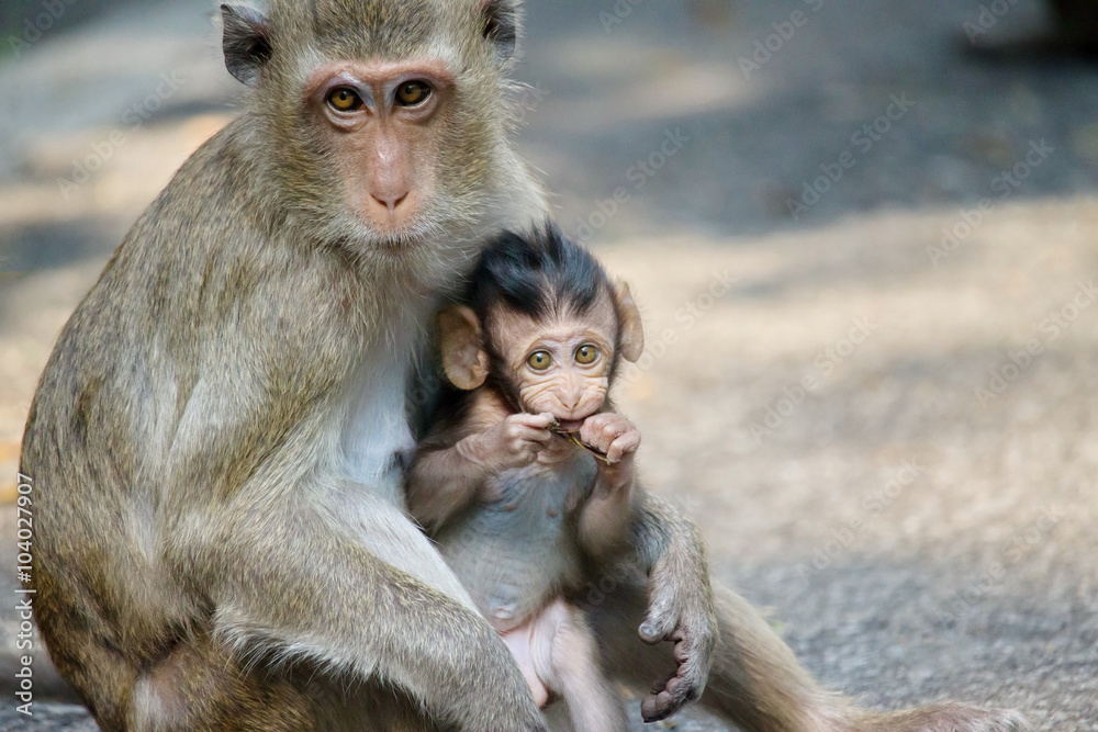 Naklejka premium サルの親子の愛
