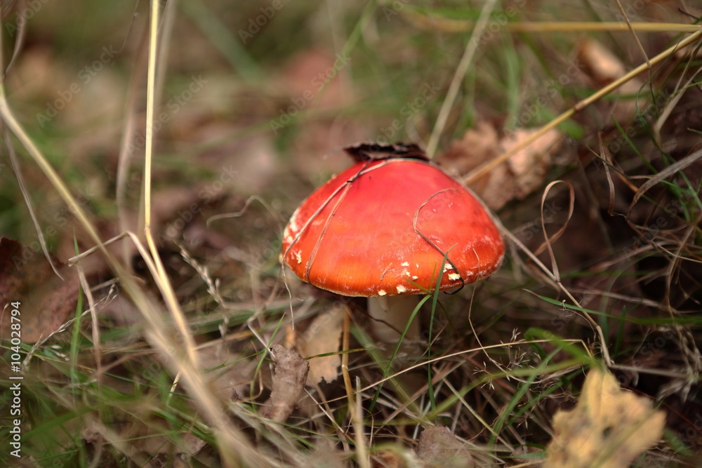 Amanita muscaria, a poisonous mushroom in a forest Amanita muscaria, a poisonous mushroom in a forest