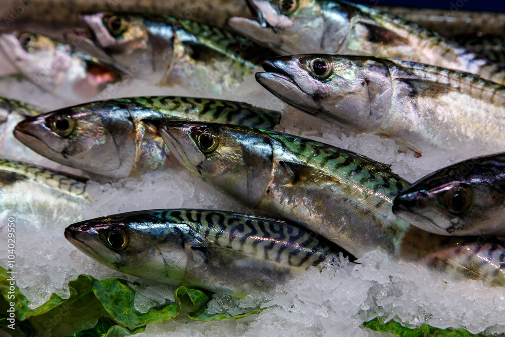 photography of raw fish in marketplace photography of raw fish in marketplace