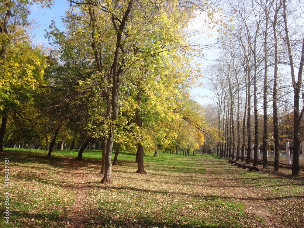 Naklejka premium Деревья с желтыми листьями в городском парке в осенний солнечный день