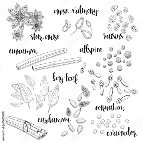 Set of spices in the sketch . Anise and cardamom, cinnamon and allspice , cloves and raisins , coriander and bay leaf . Seasoning for dishes. Cooking spices. Eastern cuisine. European cuisine