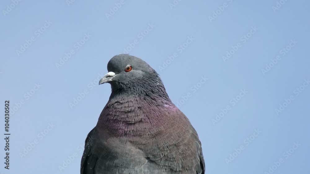 wild gray pigeon bird sitting in concrete slab looks wild gray pigeon bird sitting in concrete slab looks