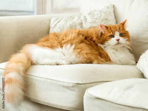 beautiful orange cat resting on the sofa