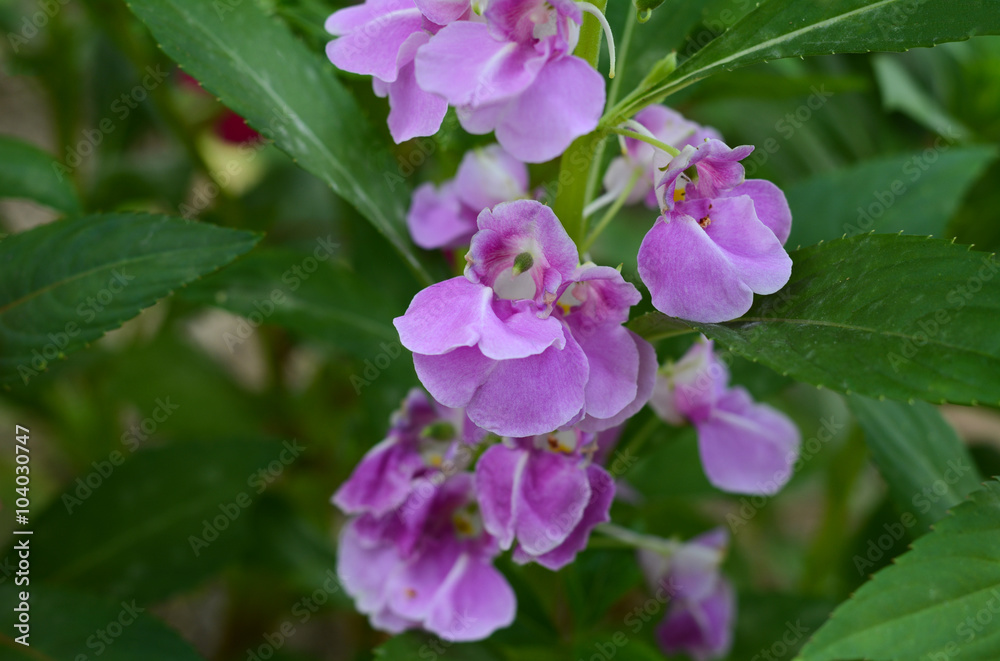 Fototapeta premium Garden Baisam