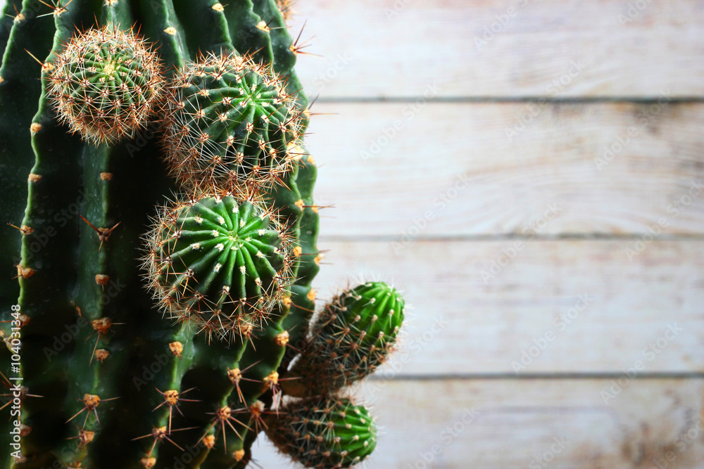 Old dark green cactus with fresh young shoots Old dark green cactus with fresh young shoots